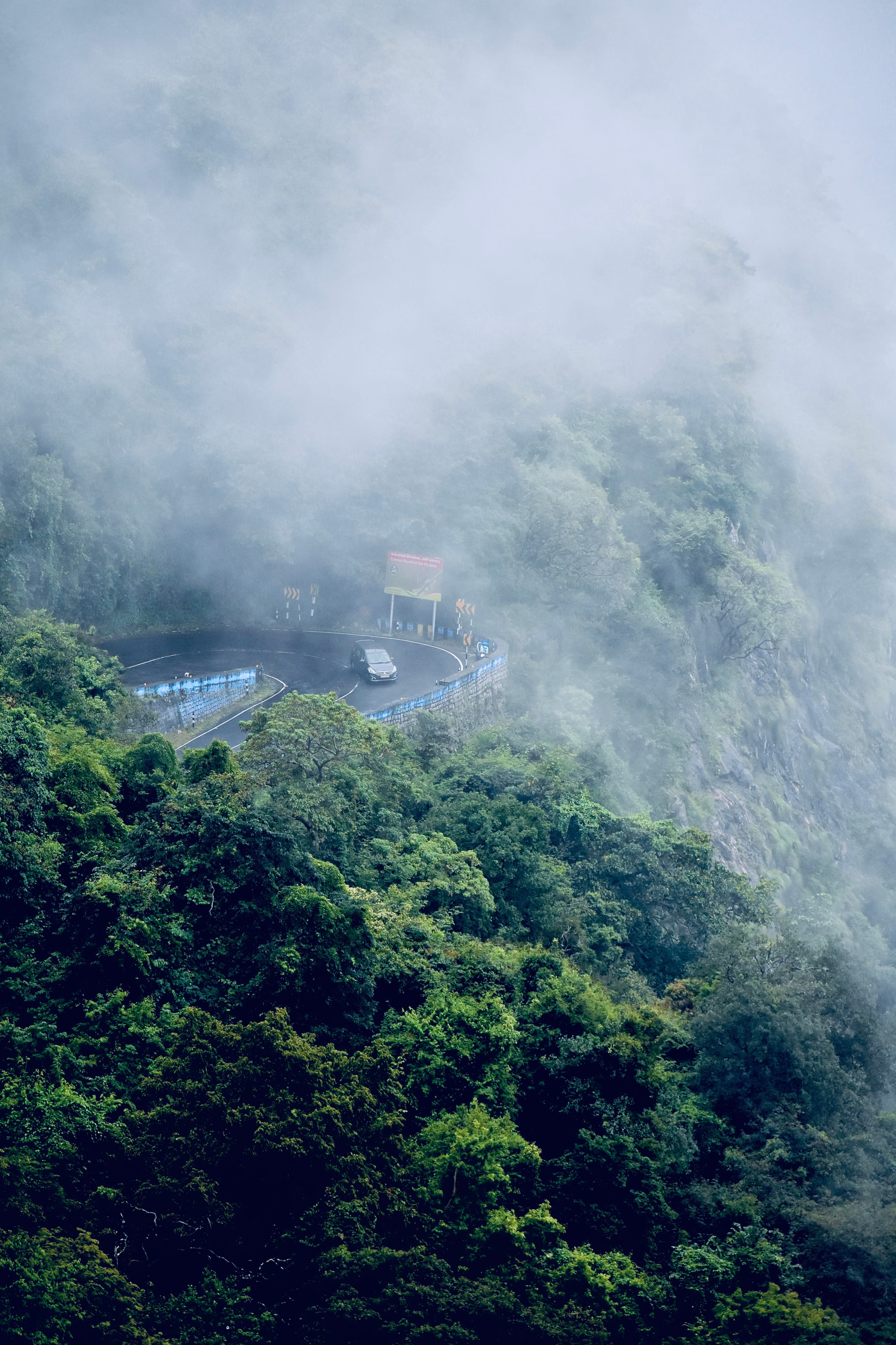 Tea Estate Landscape