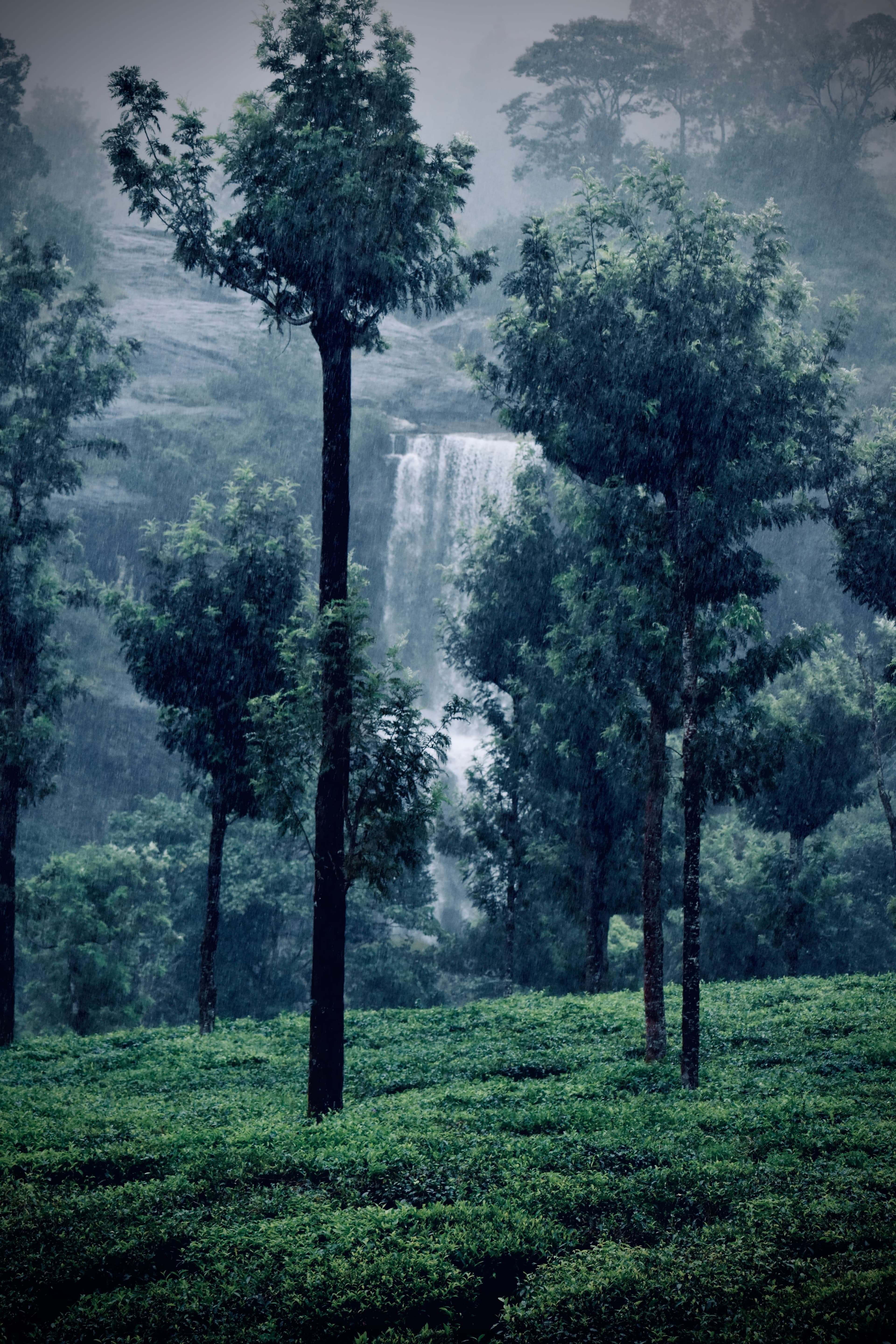 Valparai Landscape